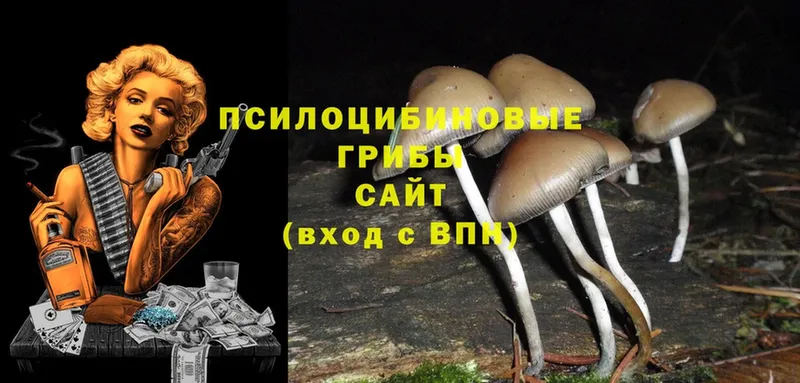 мега ссылка  хочу наркоту  Балашов  Галлюциногенные грибы Psilocybe 